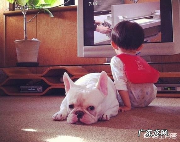 宠物法国斗牛犬现在值得入手一只吗?