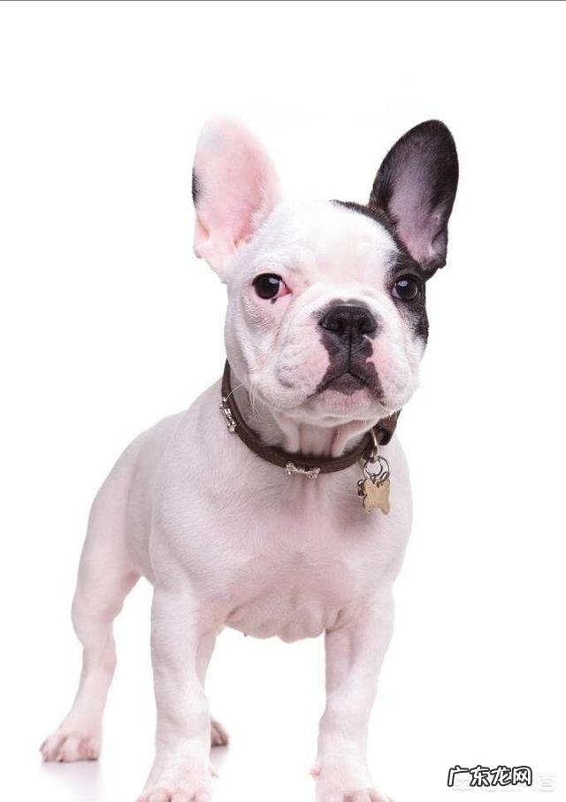 宠物法国斗牛犬现在值得入手一只吗?