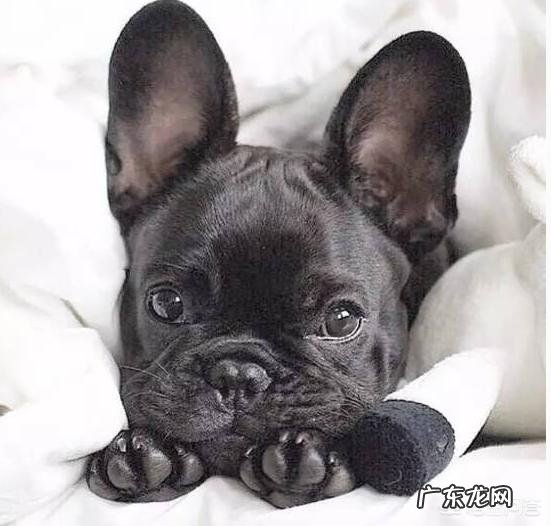 宠物法国斗牛犬现在值得入手一只吗?