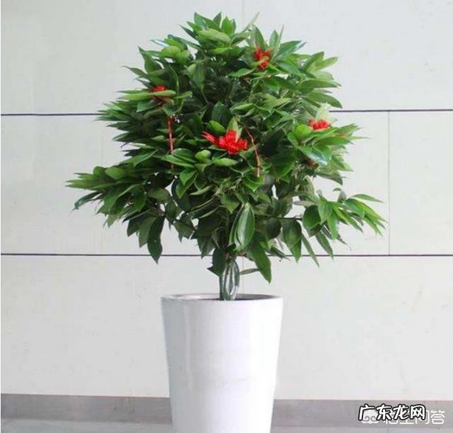 盆栽的平安树应该怎么晒太阳？