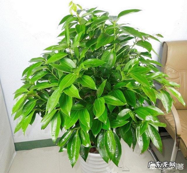 盆栽的平安树应该怎么晒太阳？