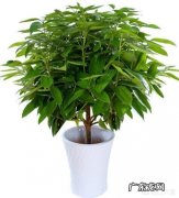 盆栽的平安树应该怎么晒太阳？