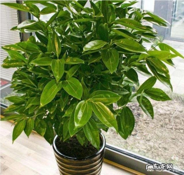 盆栽的平安树应该怎么晒太阳？