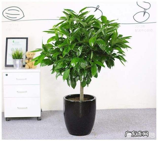 盆栽的平安树应该怎么晒太阳?