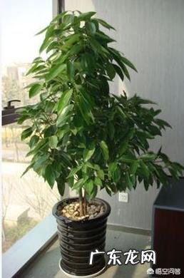 盆栽的平安树应该怎么晒太阳？