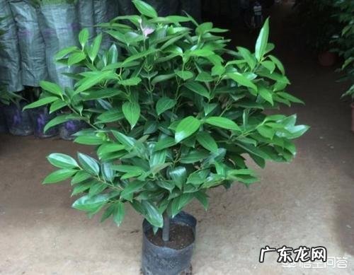 盆栽的平安树应该怎么晒太阳?