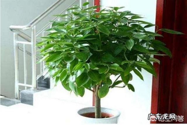 盆栽的平安树应该怎么晒太阳？