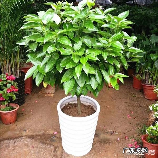 盆栽的平安树应该怎么晒太阳?