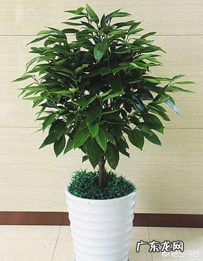 盆栽的平安树应该怎么晒太阳？