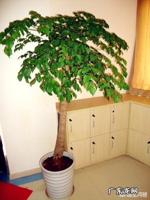 盆栽的平安树应该怎么晒太阳?