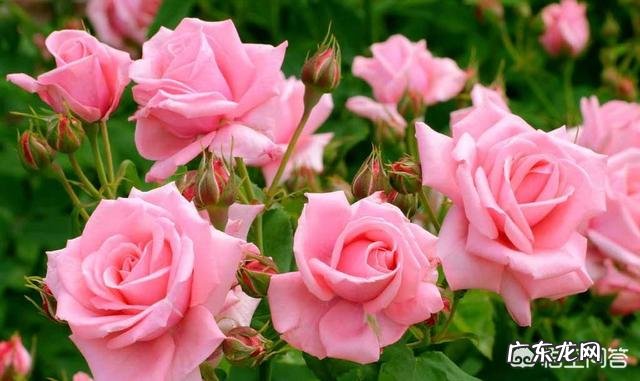 有哪些唯美精辟的爱情哲理语录?