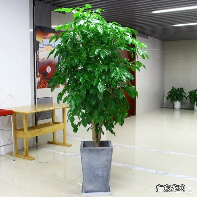 夏天应该怎么养幸福树？