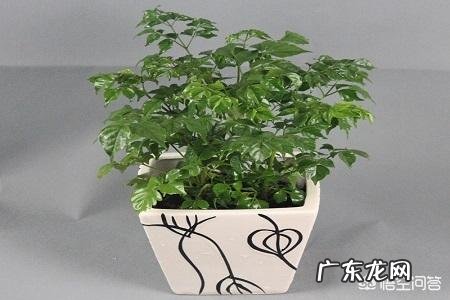 夏天应该怎么养幸福树?