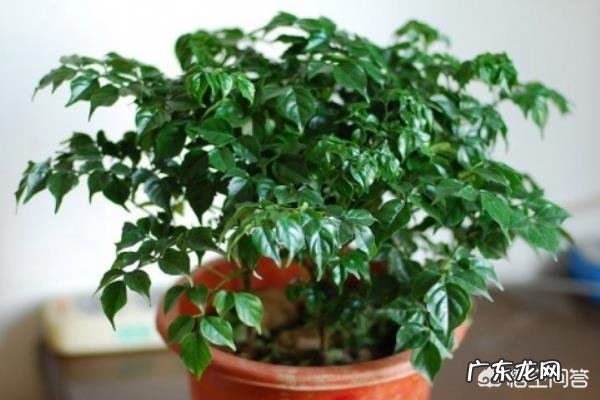 夏天应该怎么养幸福树？