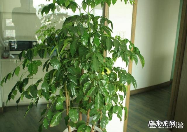 夏天应该怎么养幸福树?