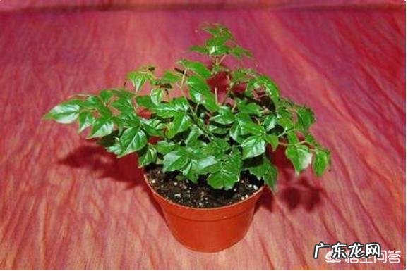 夏天应该怎么养幸福树?