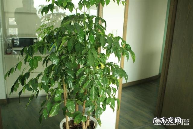 夏天应该怎么养幸福树？