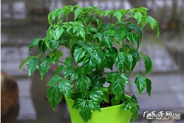 夏天应该怎么养幸福树？