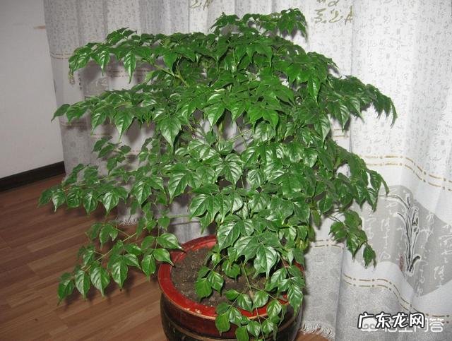 夏天应该怎么养幸福树?