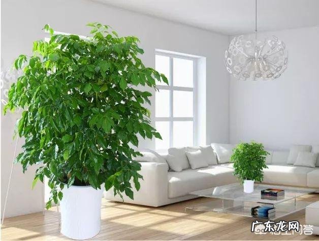 夏天应该怎么养幸福树？