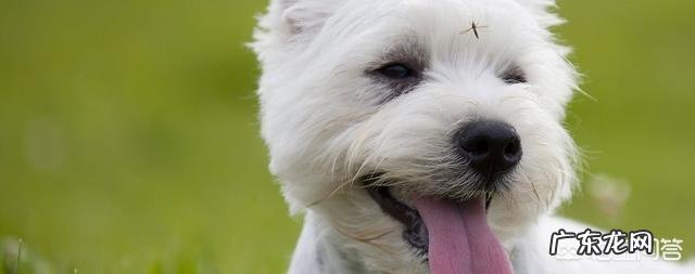 夏天如何预防狗狗蚊虫叮咬?