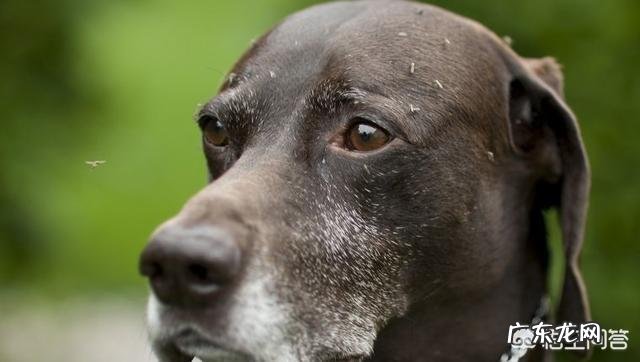 夏天如何预防狗狗蚊虫叮咬?