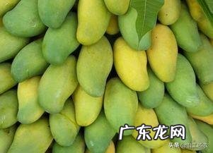 芒果自然催熟怎么弄?