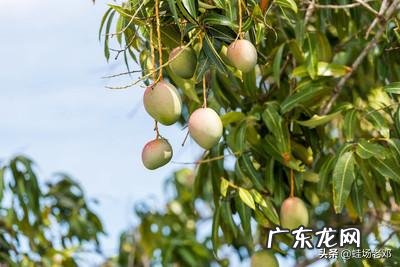 芒果自然催熟怎么弄?