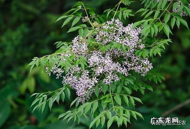 芒果自然催熟怎么弄?