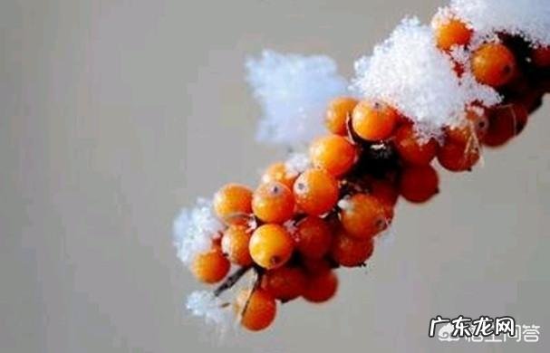 猴头菇丁香沙棘茶的功效与作用