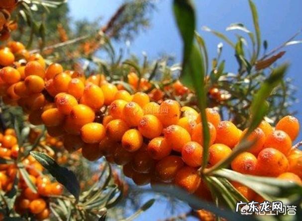 猴头菇丁香沙棘茶的功效与作用