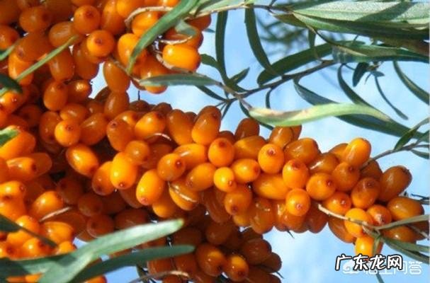 猴头菇丁香沙棘茶的功效与作用