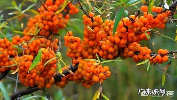 猴头菇丁香沙棘茶的功效与作用