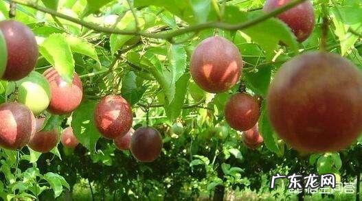 水果之王百香果，一般在哪里种植？