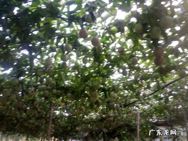 水果之王百香果,一般在哪里种植?