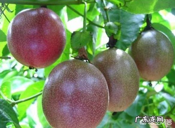 水果之王百香果，一般在哪里种植？