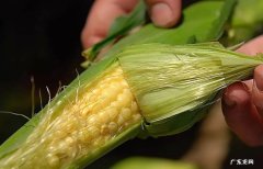 玉米须可以长期喝吗