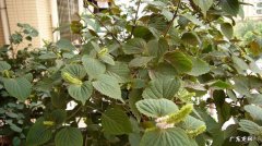 苏子怎么吃才能养肝