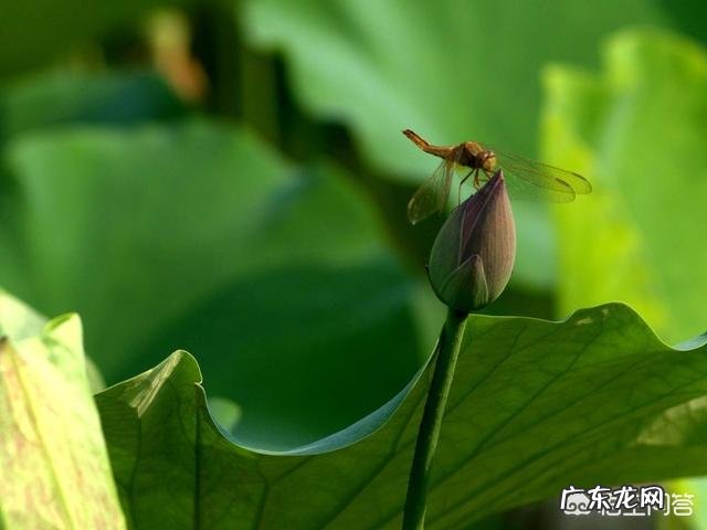 古人做了多少关于夏天的诗词?