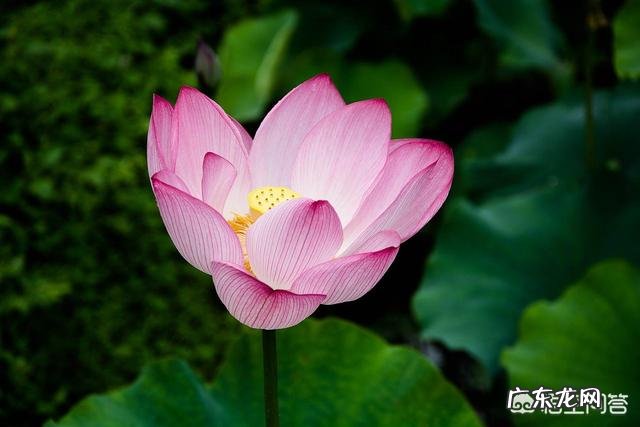 古人做了多少关于夏天的诗词？