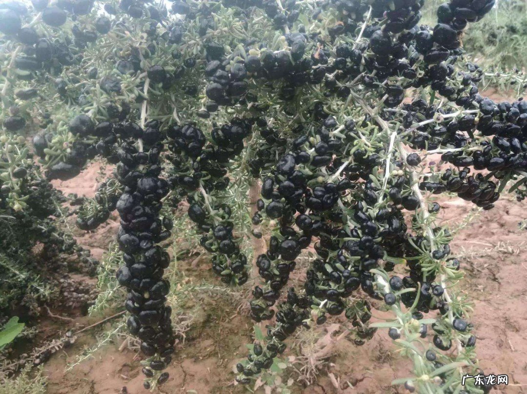 黑枸杞树种植方法