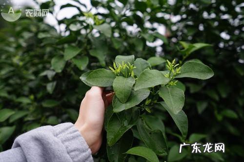 拉多美硫酸钾复合肥适用作物