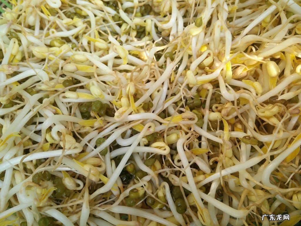 绿豆芽怎么发的步骤