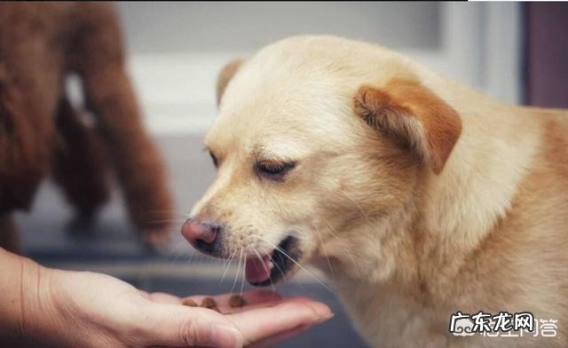 该怎么养哈士奇?需要注意什么?