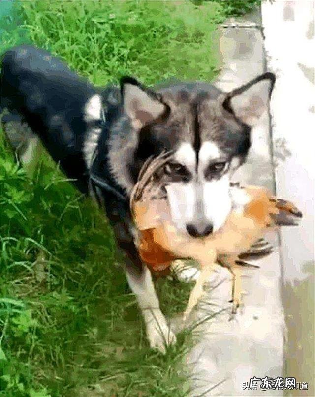 该怎么养哈士奇?需要注意什么?