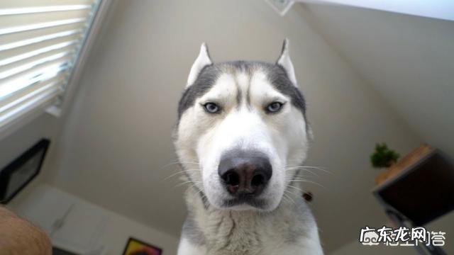 该怎么养哈士奇？需要注意什么？