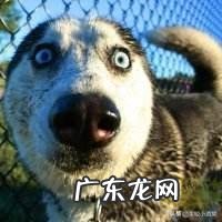 该怎么养哈士奇?需要注意什么?