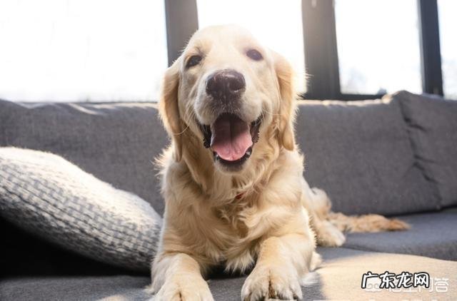 该怎么养哈士奇?需要注意什么?