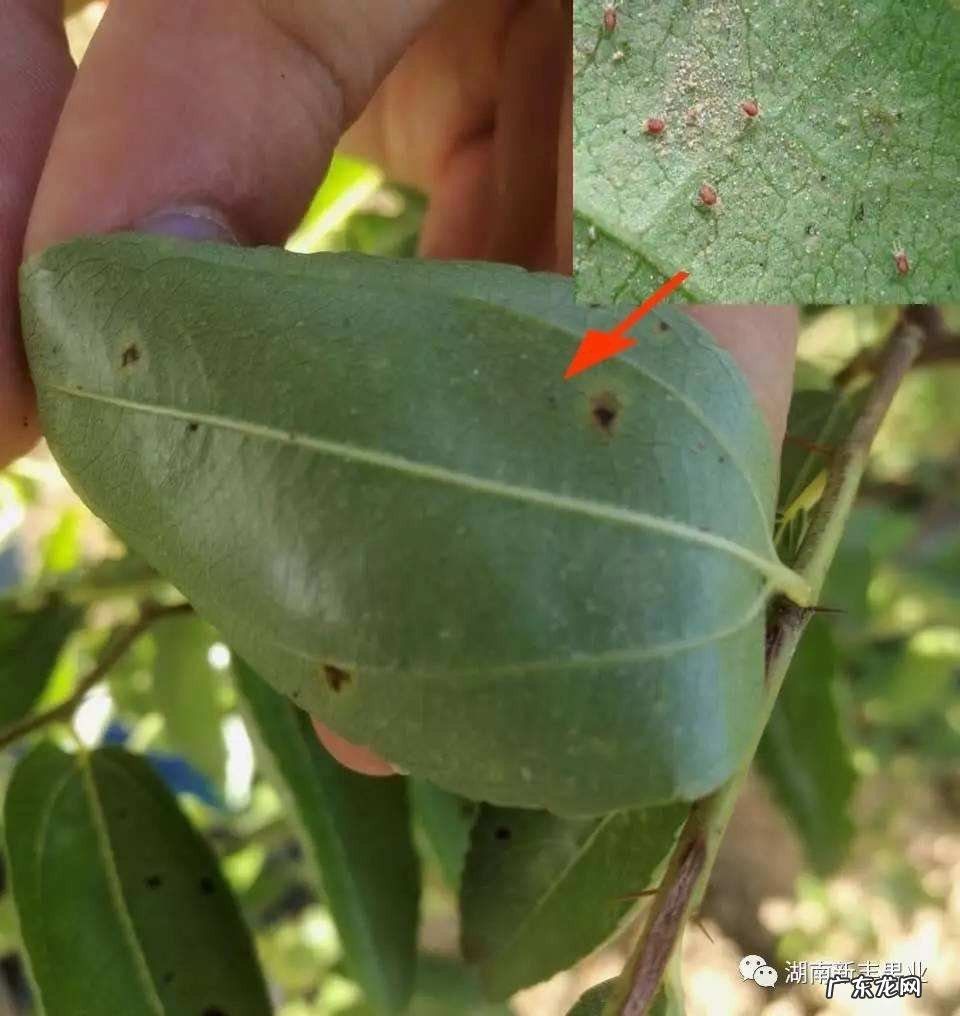 怎样用洗洁精打红蜘蛛