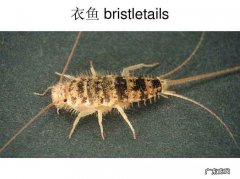 如何找到衣鱼虫的窝